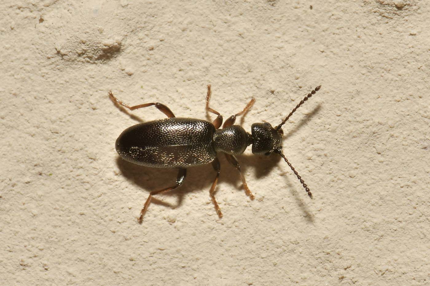 Anthicidae: Anthicus niger?  S